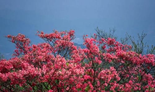  品种@300多个品种！临平公园杜鹃已经盛放！另有千亩花海即将红遍山野