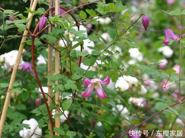  『铁线莲』花园三宝中，月季和铁线莲是黄金搭档，怎么配都美！