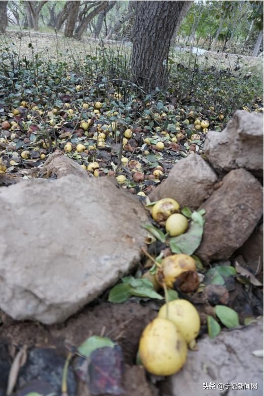  中卫@蔫在枝头，烂在地里！中卫南长滩千亩经果无人采摘，自生自