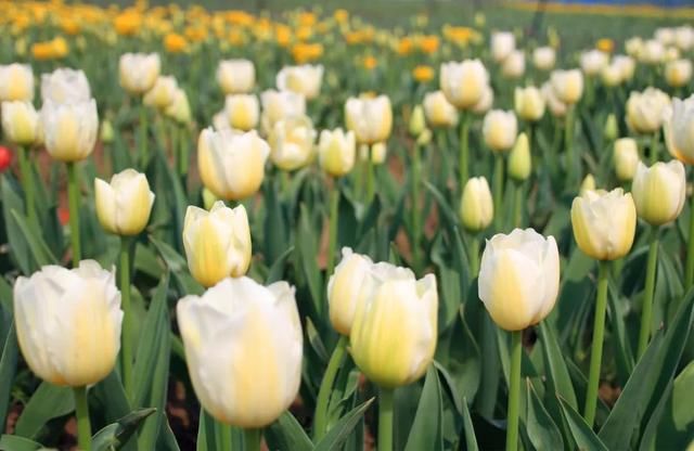 春天就去西九华山、龙津溪地踏青吧 花海、竹林、清泉