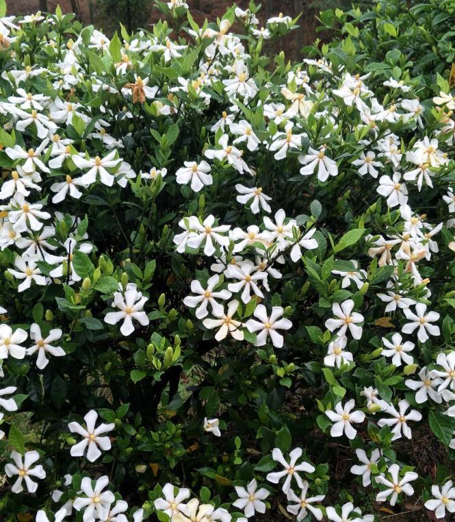  栀子花：栀子花叶子发黄、养不活，注意4个小要点，买多少活多少！