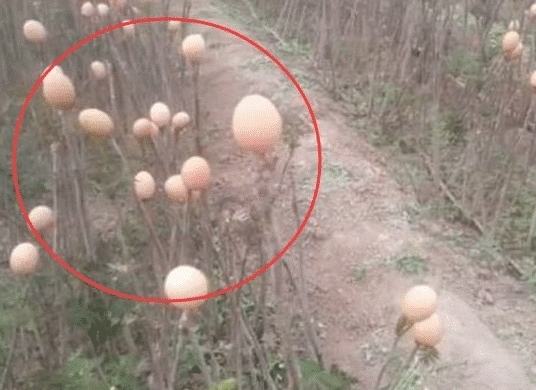 女子发现树枝上长满”鸡蛋“, 好奇上前摘下, 才知道闯了大祸