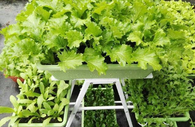 【特别】阳台种菜,有4个“关键”,做对了,种菜一大盆,收获特别多