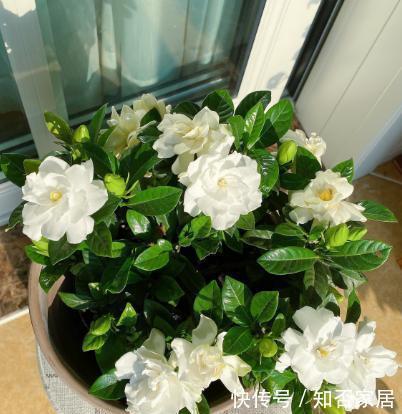 黄泥栀子花|新手想养栀子花,先摸清“门道”,不然买回来黄叶落花苞,难养