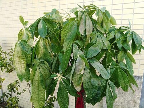 『油绿』发财树“干巴巴”？不是缺水啦，做好3点，叶子贼油绿，不发黄