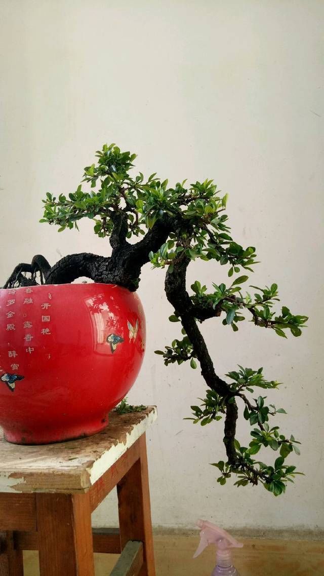 『没商量』小叶鼠李微盆景,剃头开始,换个发型就是帅哥,爱上微盆景没商量