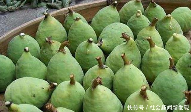  果实：果实似“包子”，价值却极为珍贵，农村见到，请您珍惜