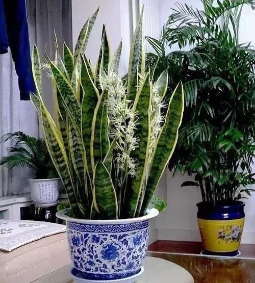  「虎皮」虎皮兰有“3怕”，避开后能“疯长”，直接爆破盆