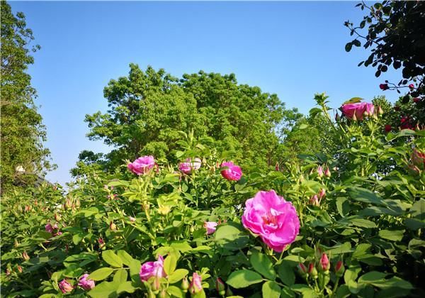  空气中■“五一赏花攻略”丨月季“偶遇”芍药，玫瑰也来“凑热闹”