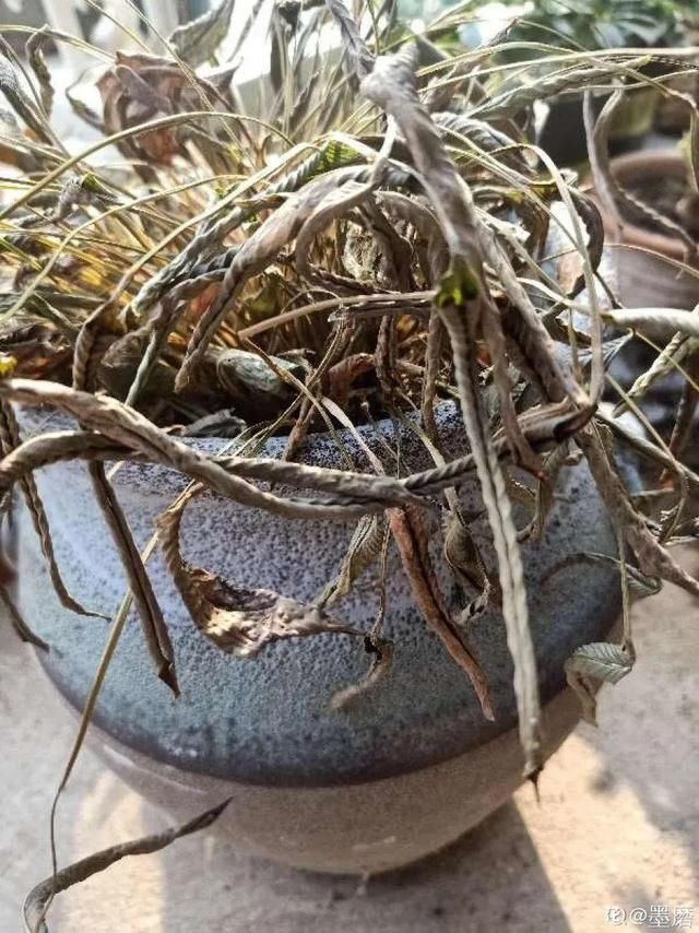  「图片作者」10种花，春天不能晒，躲屋里最安全！