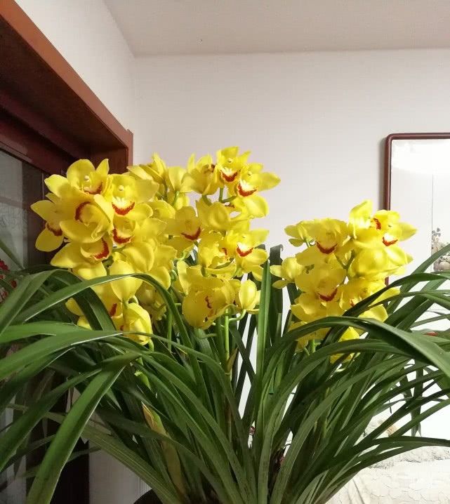  便宜■花大色艳又“好养”的兰花，香气浓郁花期长，年年开花又便宜！