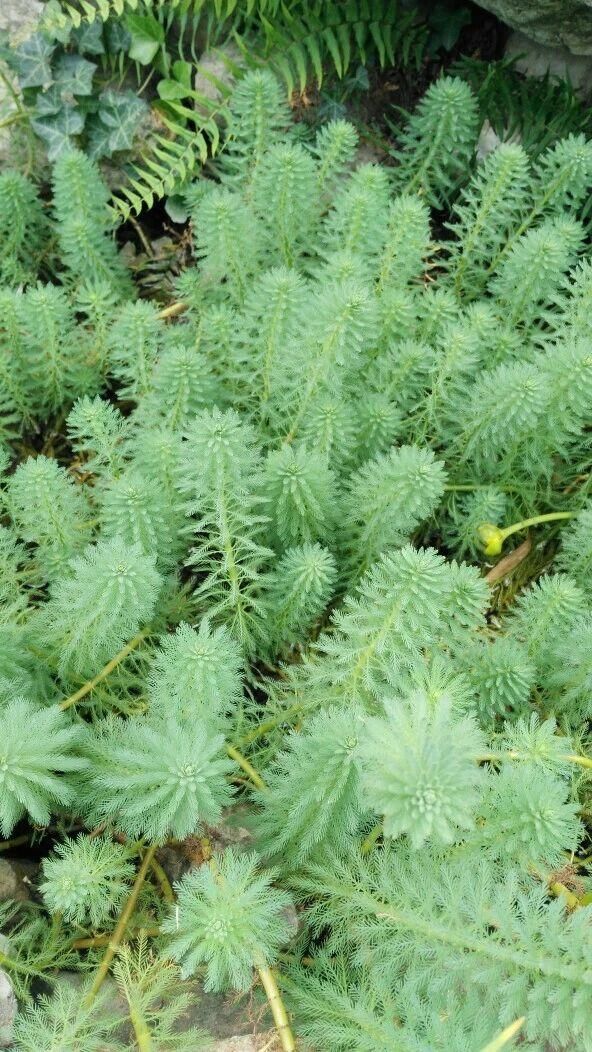  『特别』朋友到花市买这8种盆栽植物，长得特别旺盛，比养绿萝还简单