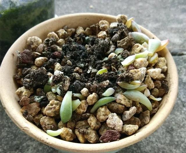  「图片作者」黑腐病，多肉界的癌症，早期可治疗，中期得截肢，晚期说拜拜