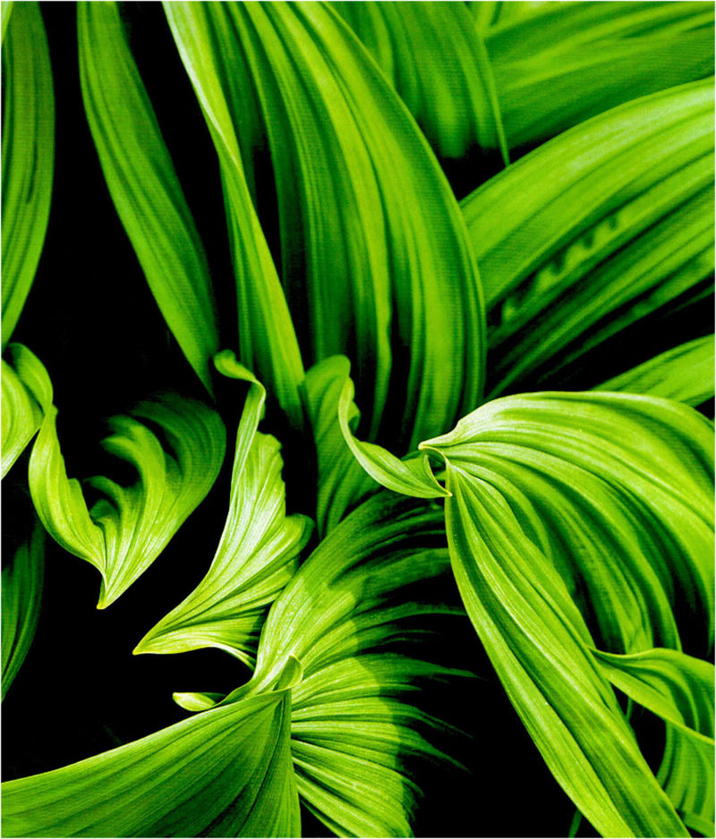 「毒门」植物界三大毒门世家