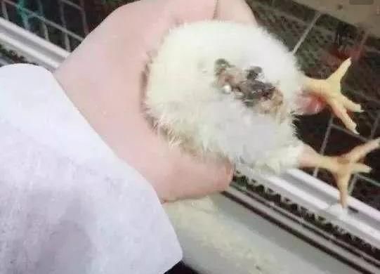 雏鸡■雏鸡高死亡首要疾病—鸡白痢,方法用好成活率99%