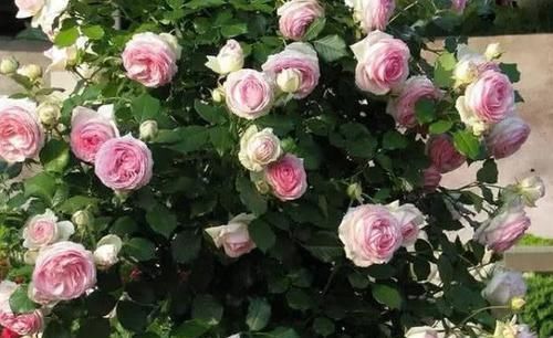 顽强@5种花生命力顽强,怎么养也死不了,开花特漂亮,养1盆真值