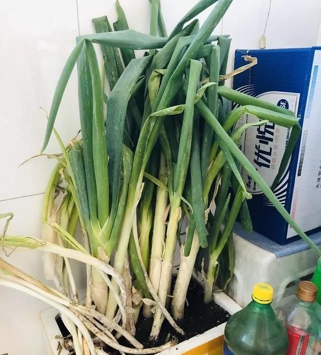  「够吃」阳台就是大菜园，这6种蔬菜都能种，一年不用买菜，全家都够吃