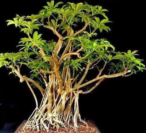  适合■在客厅里适合摆放的这种室内树木，枝条长得壮，叶子常年都很翠绿