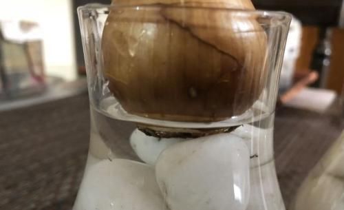  『水培养护』在家里用风信子的鳞茎水培养开花，在玻璃瓶里加点清水就行了