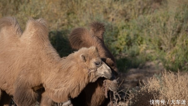 生三千年,死后再挺三千年,这里的树木不得了!
