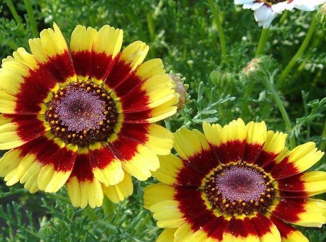  「生长旺季」花环菊怎么养?花环菊的种植和养护方法介绍