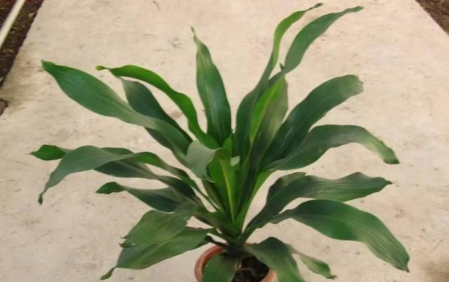  「适合」最好养的盆栽植物，一个月不浇水也能活，适合室内栽种！