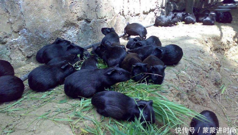  #黑豚#农村想要搞养殖业，没有太多钱投资，可以先选择这些东西