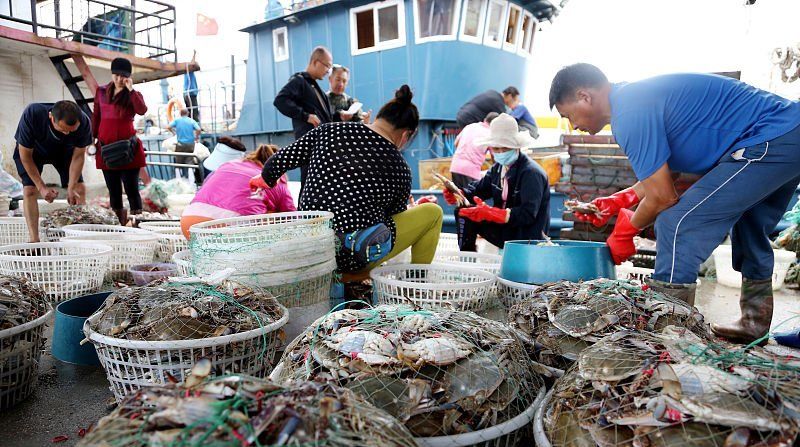  上市@中秋节前梭子蟹大量上市，连云港每天上岸30多万公斤，畅销