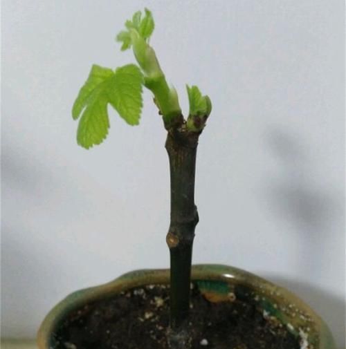  来得及■种花不如种果，此果树“好养”易结果，见土就活，现在扦插来得及