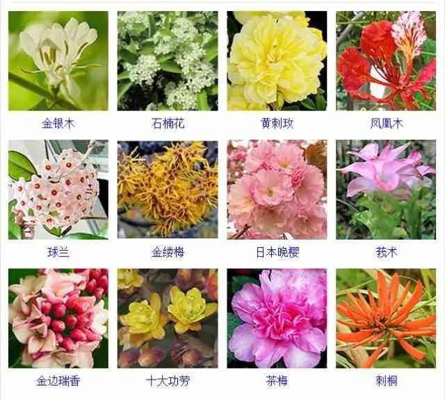  【品种】400种 · 观花植物品种大全，值得收藏