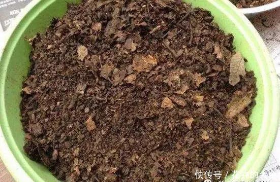 呼呼|天冷梅花扦插错不了,扦插方法有“妙招”,套上塑料袋呼呼长白根
