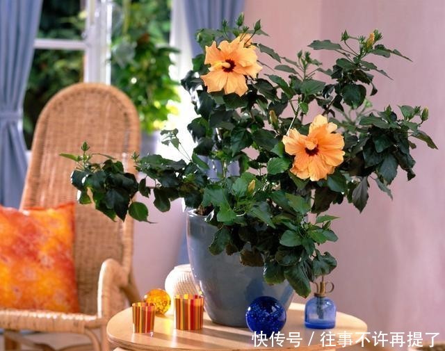  【喜热】3种花“喜热花”，不怕晒太阳，越晒越“出彩”，现在养正适合