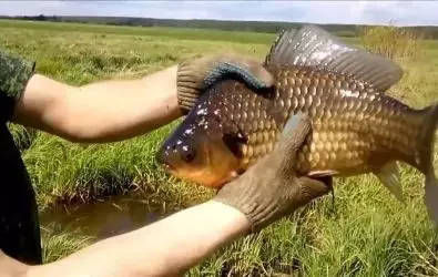  #七星#传统钓七星漂的常规用法与特殊技巧