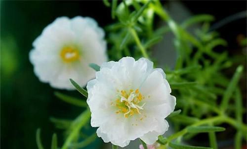  『花开花』半枝莲又叫太阳花，最容易养，怎样让太阳花开花更茂盛？