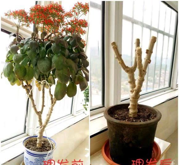『枝条』养了3年的长寿花,长成一棵大树,开花上百朵!