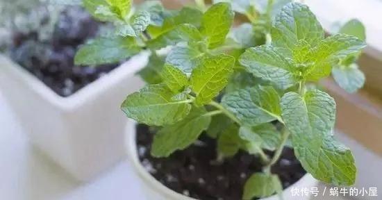  适合|睡眠质量差？6种适合养在卧室的花草，清新空气，改善睡眠环境！