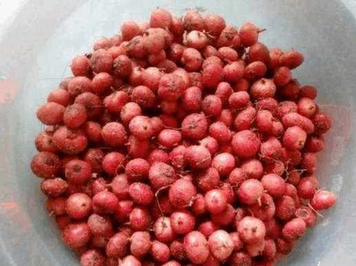  城里人■这种长在地里的水果，农村人舍不得吃,全卖给城里人！