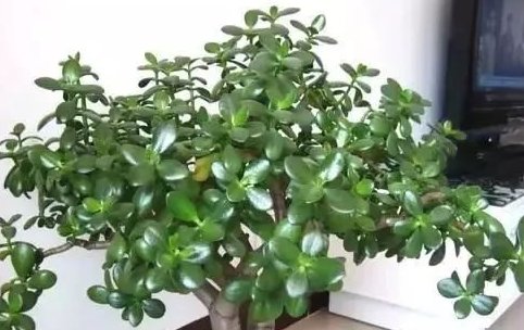  放水|3种花放水里,就能蹭蹭长,再不担心浇水问题,不黄叶,长得旺!