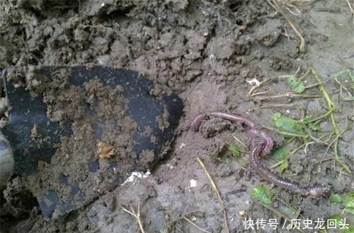  稀罕@以前钓鱼常去挖，如今有人大量养殖，拉出粪成“稀罕货”