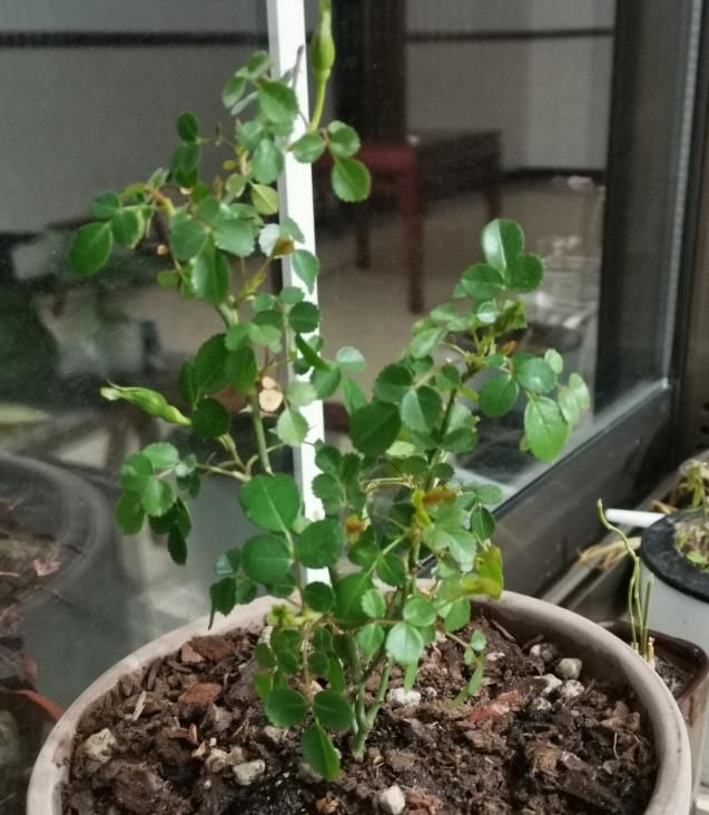  『时间是秋』买花也要看季节，买错了，养不活还浪费钱