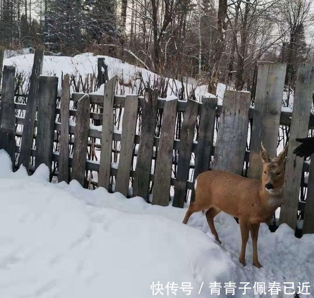 我爱雪花，爱她的洁白和美丽