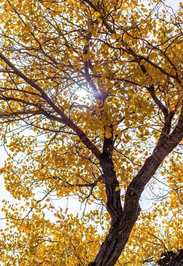 中国最美的六大胡杨林，自驾去过才算不辜负整个秋天