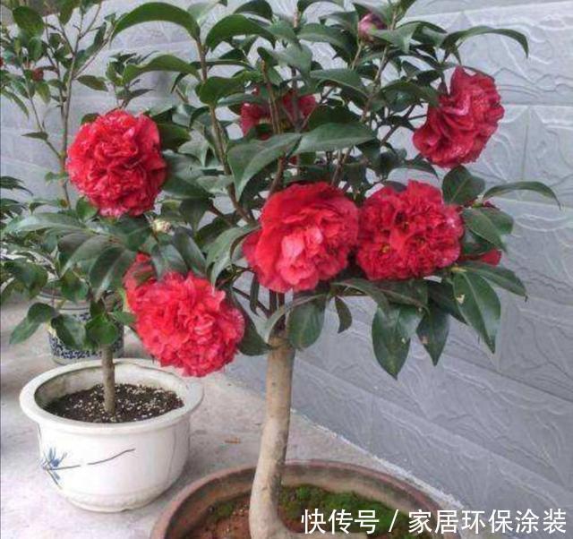  品种|家中养好茶花，先从这几个细节做起，长势旺盛，开花美艳