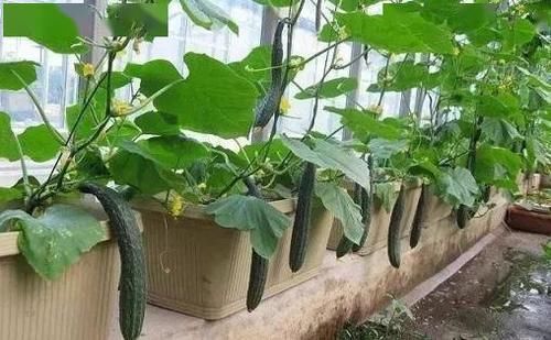 【选择】阳台种菜选择多,这5种最好养,味道鲜美上桌快