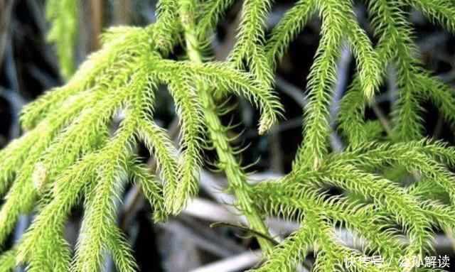 【植物】小溪边,1种野草像“蜈蚣”,名称是“铺地蜈蚣”,甚是珍贵!