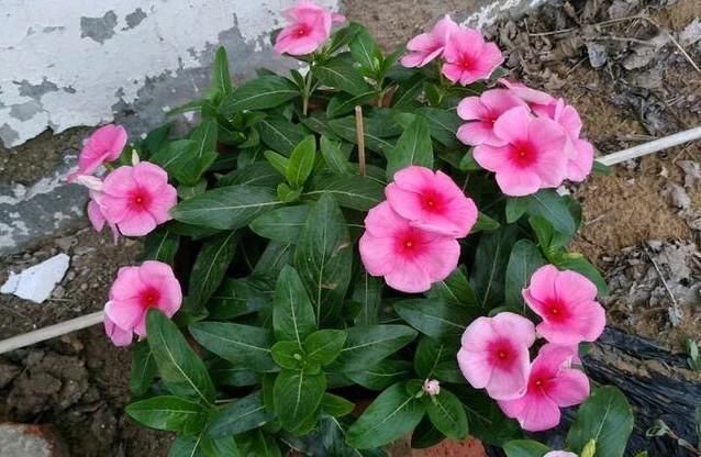  『枝繁叶茂』养四季梅这样修剪一下，开花多四倍，枝繁叶茂，一盆种出很多盆