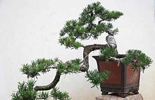 「寓意」1种“盆景”,有长寿、吉祥的寓意,适合客厅养,比啥花都强