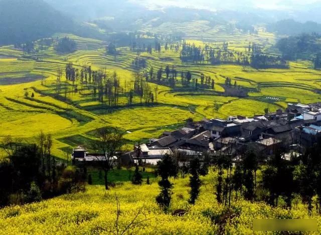「樱花」中国这些花开成海的地方,美极了