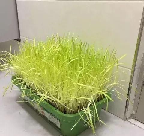 蔬菜:这4种菜在家就能种,不晒太阳也能长好,厨房最适合