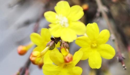  『开爆』3种花是开花机器，家里养一盆，轻松养出小花园，繁花似锦开爆盆